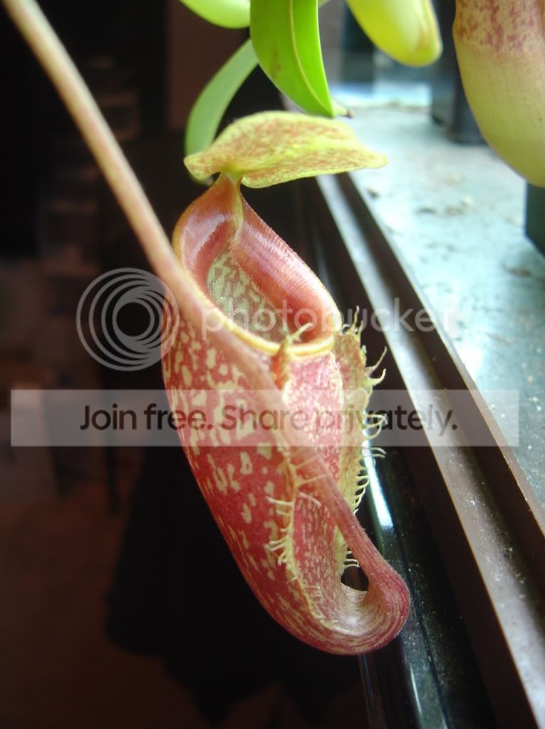 NTalangensis.jpg