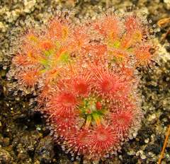 nitidulaxpulchella_and_roseana.JPG