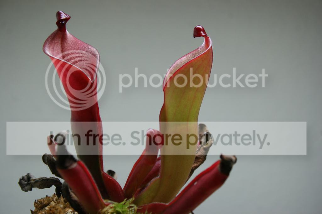 IMG_5741_zpscae91d94.png