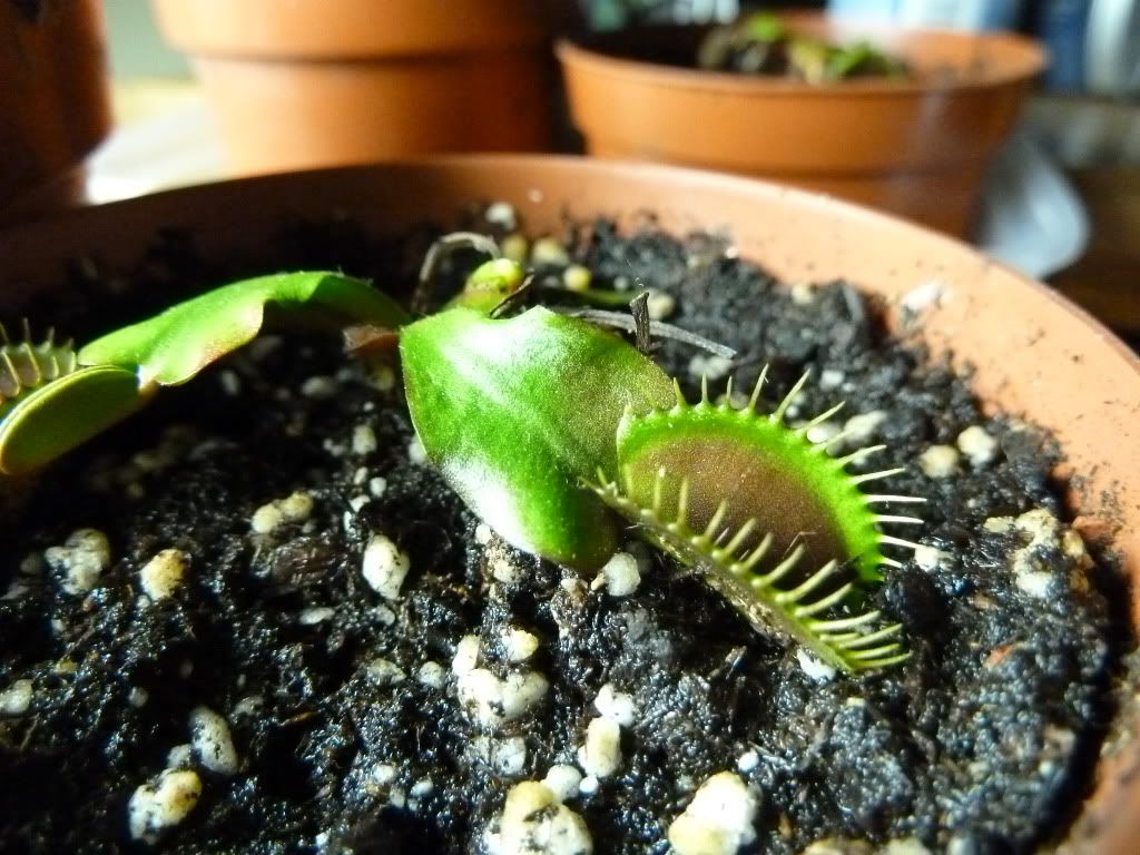 plantsjan142012029.jpg