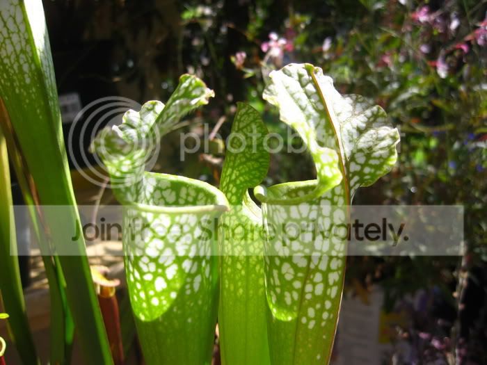 Sleucophylla1.jpg