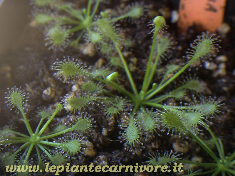 Drosera Intermedia 1.jpg