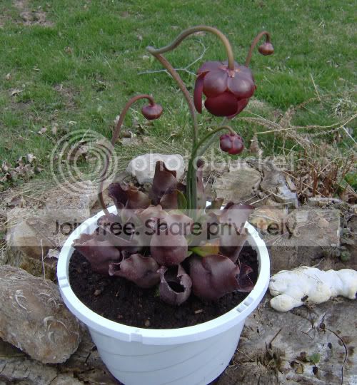 purpurea.jpg