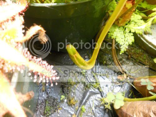 Nephippiata_4-3-12.jpg