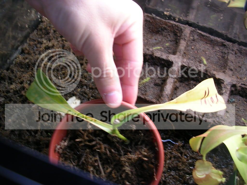 DSCN3707.jpg