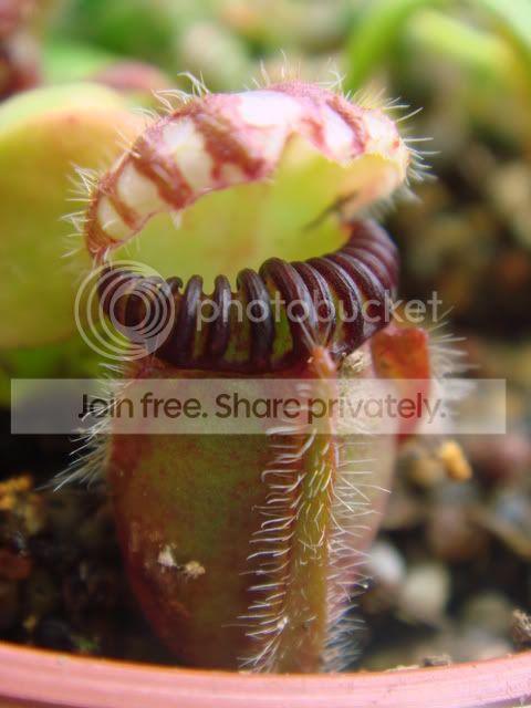 scceph_05036.jpg