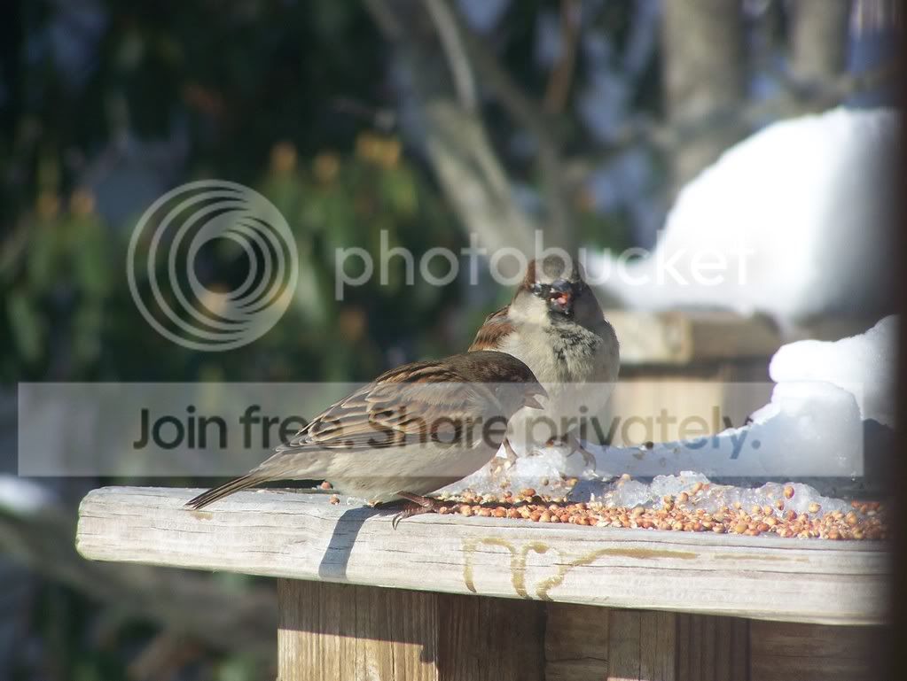 birds036.jpg