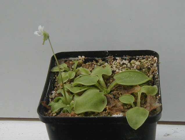 acuminata2016.JPG