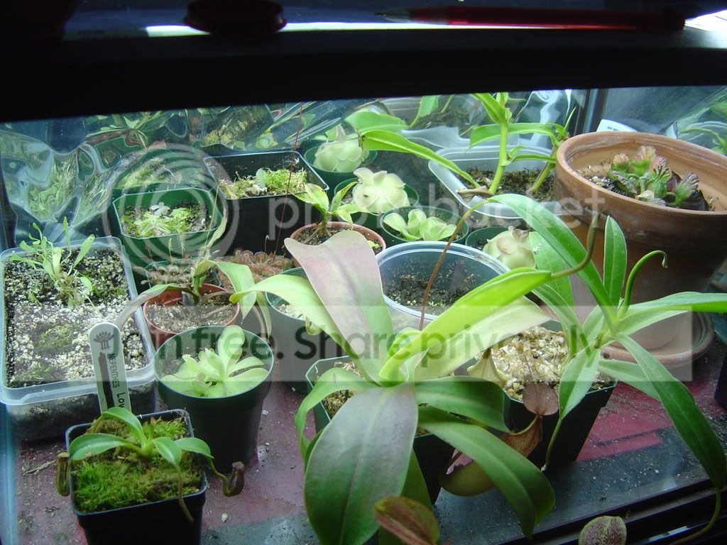 Terrarium5-26-08003.jpg