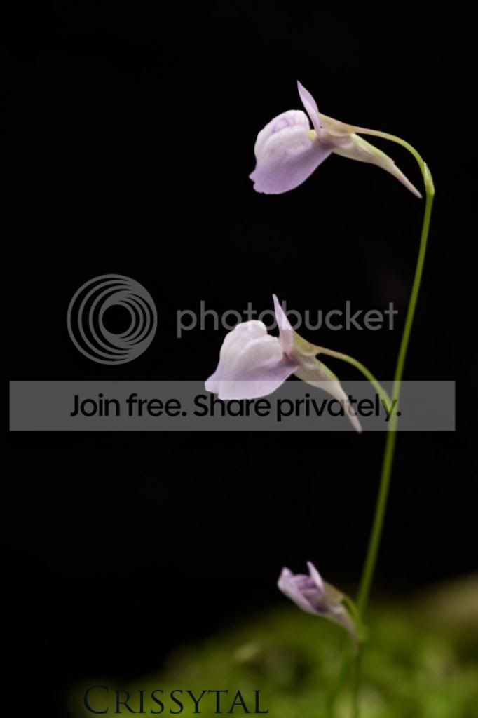 graminifolia-3.jpg