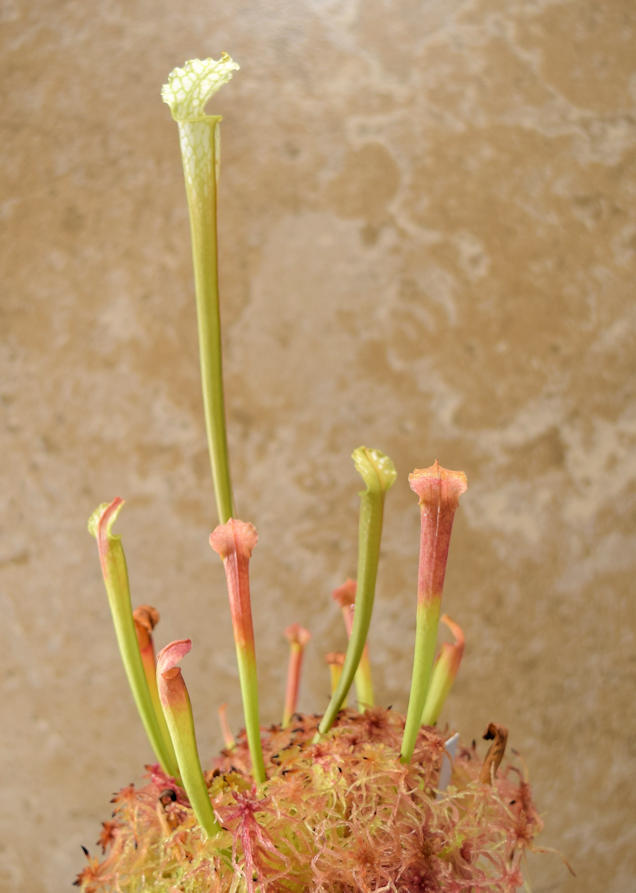 s-leucophylla-hc-11-27-15.jpg