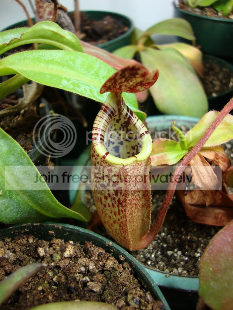 burbidgeae.jpg