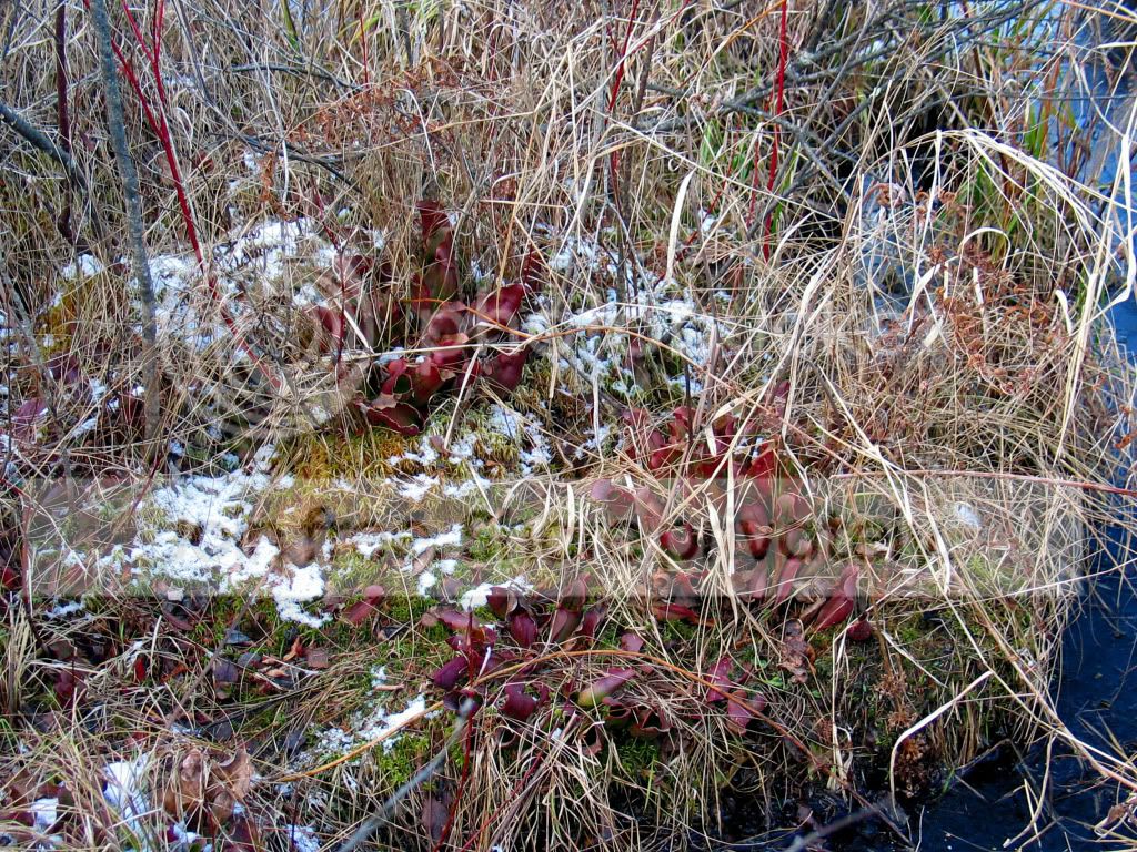 IMG_9350.jpg