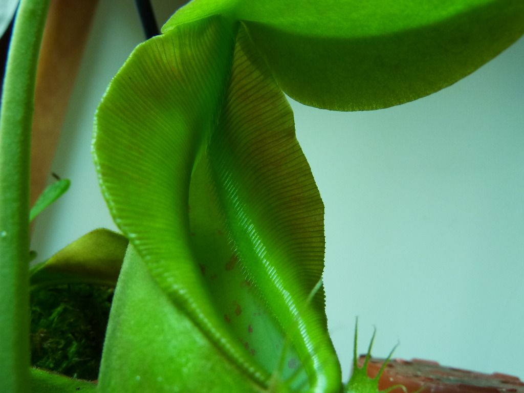 plants10032012066.jpg