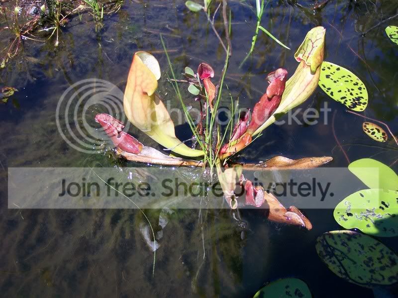 MossLake057.jpg