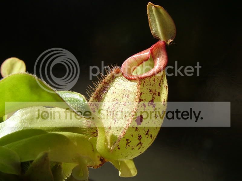 DSCF9487.jpg