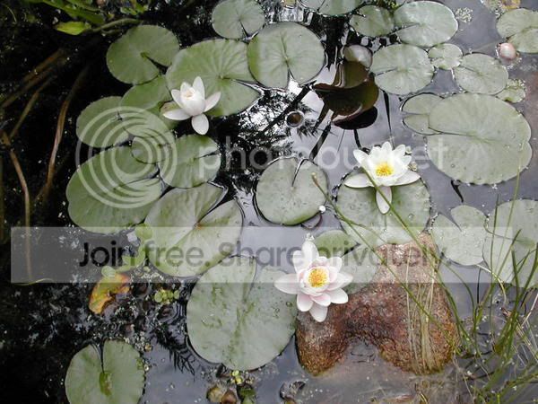 DSCN1087.jpg