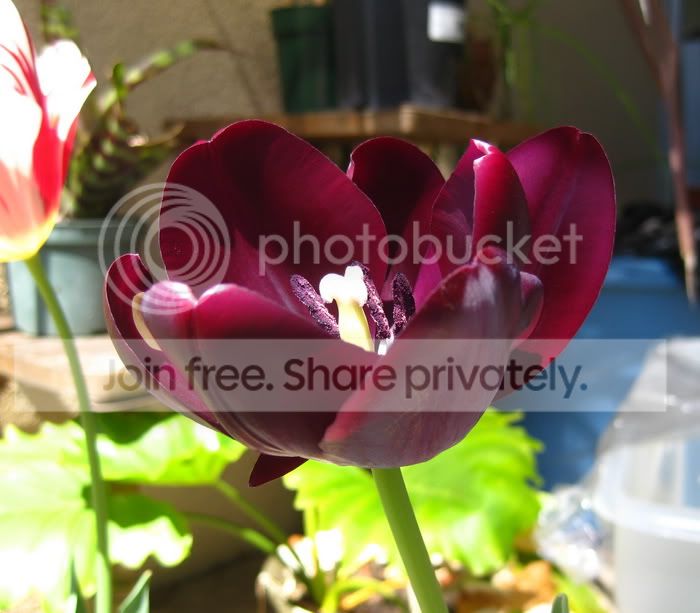 Tulip_nightofqueen1.jpg
