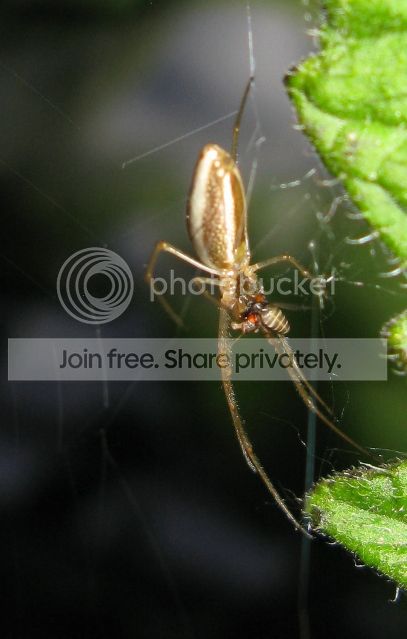 IMG_2736-spider-on-tomato-plant.jpg