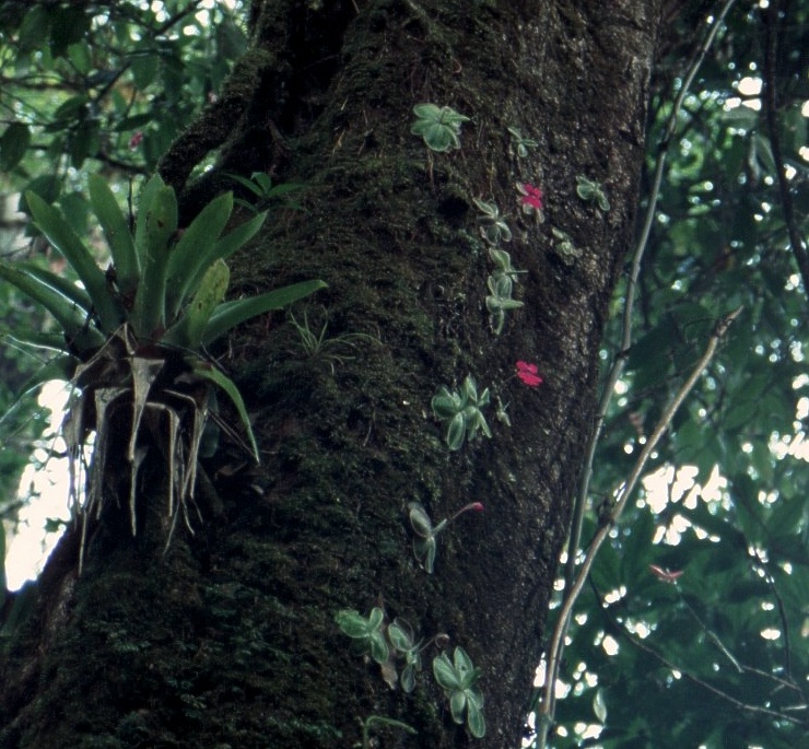 P_hemiepiphytica%20an%20Baum%20in%20Bl%FCte2.jpg