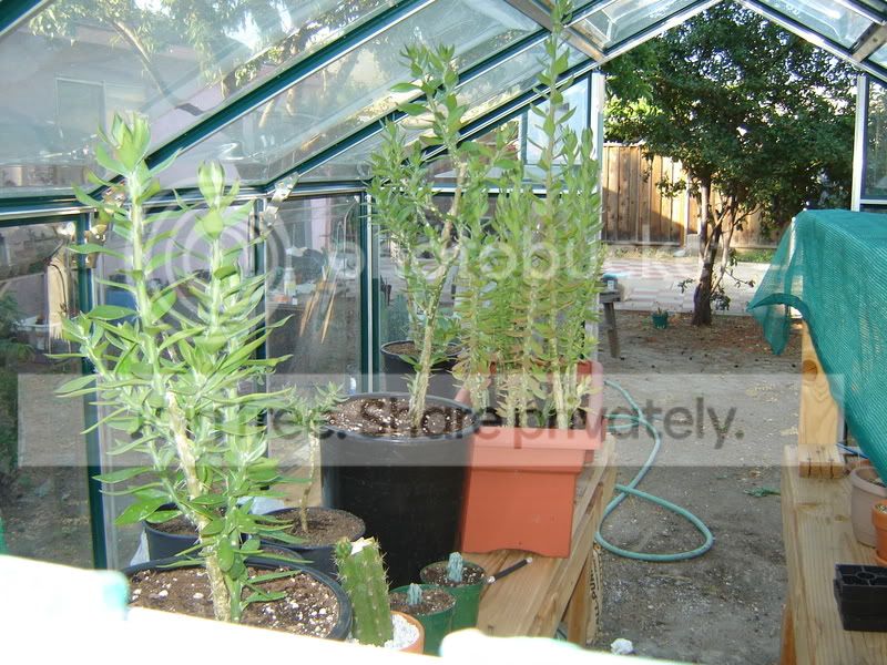 Greenhouse007.jpg