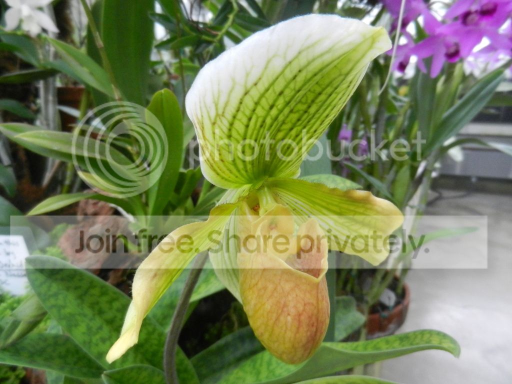 UNCCGreenhouse001.jpg
