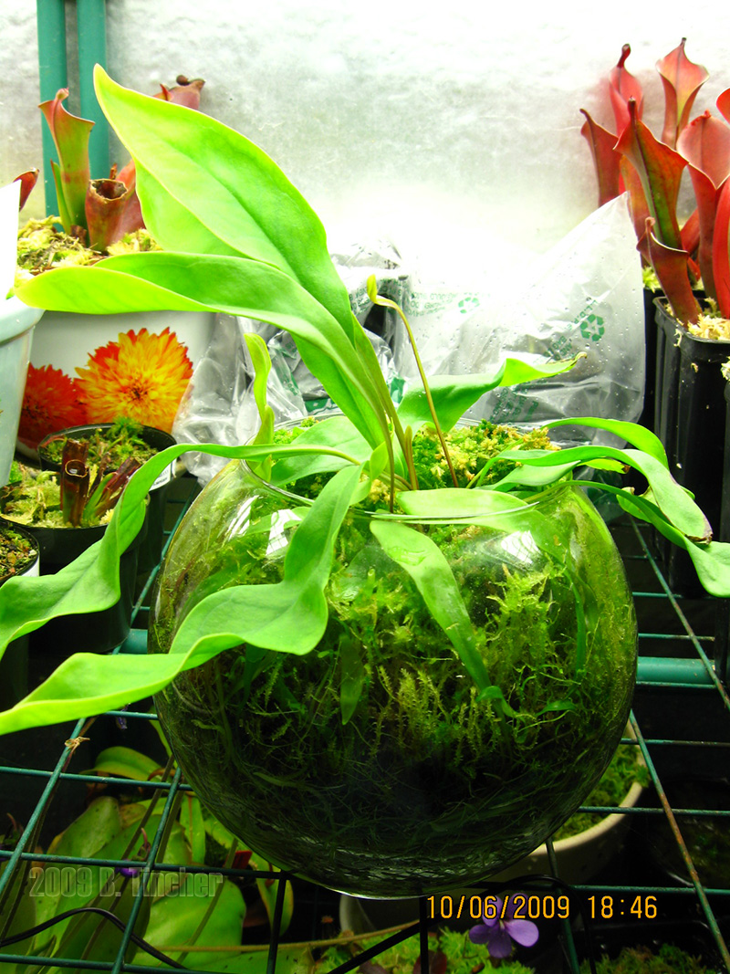 U_longifolia1.jpg