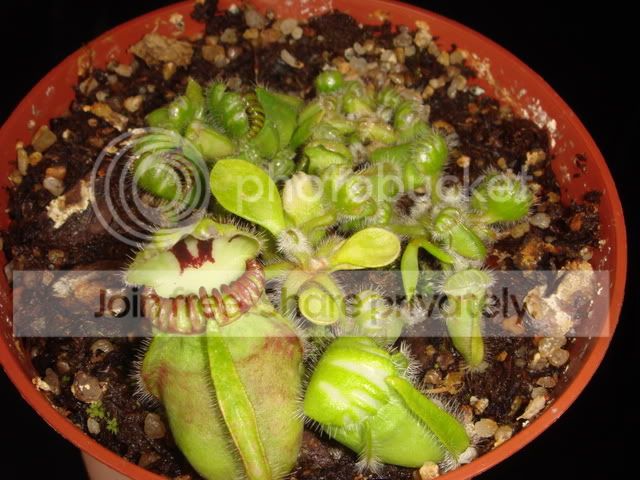 ceph_repot6.jpg