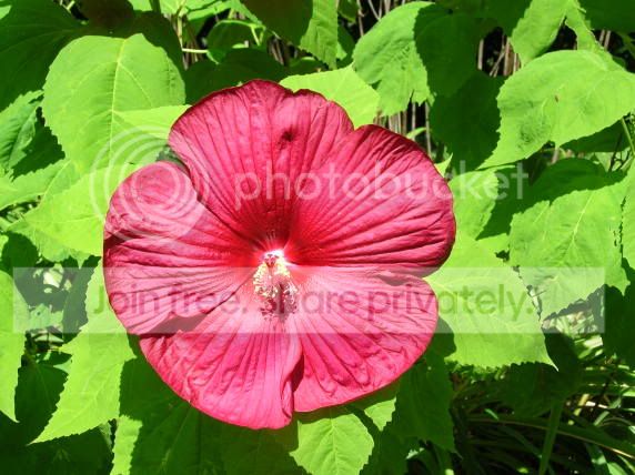 hibiscus.jpg
