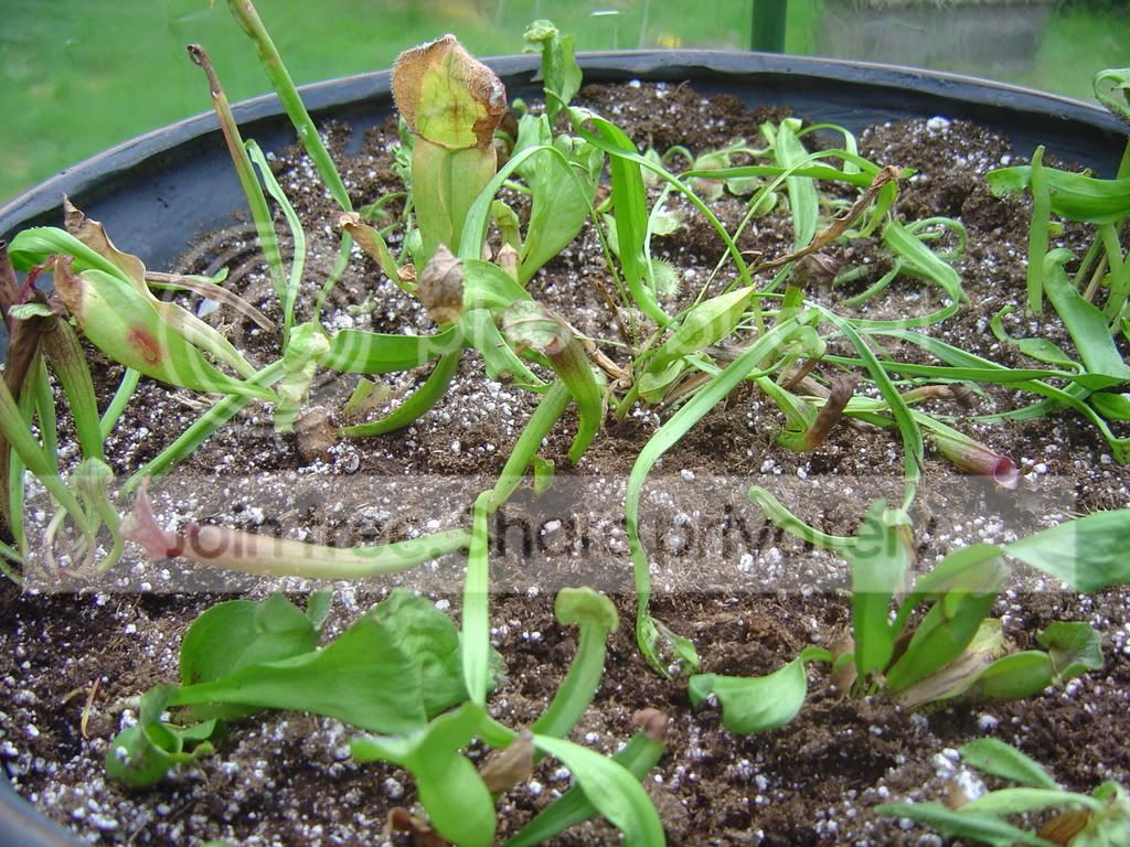 Greenhousesetup002.jpg