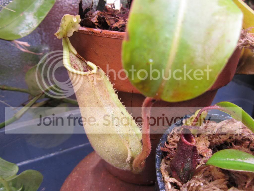 IMG_1451_zps5b693be6.jpg