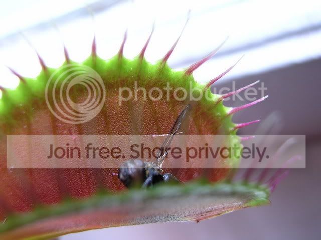 vft26.jpg