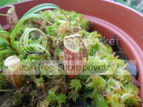 Nglabrata_10-13-11.jpg