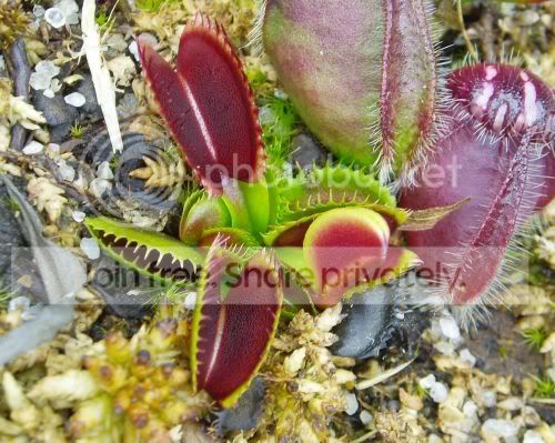 VFT-Dingleyred-purple1RS.jpg
