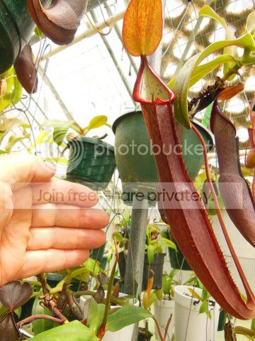 IMG_0446_zpsdabcffad.jpg