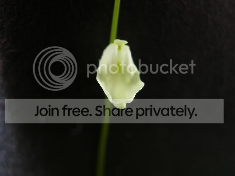 livida_flower3.jpg