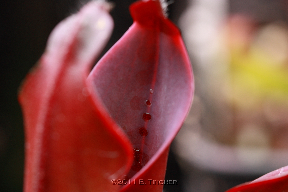 IMG_2239_hf.jpg