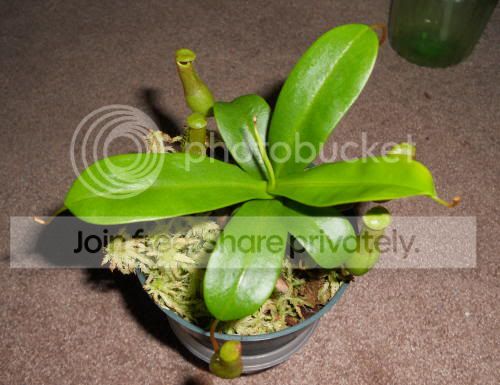 Nventricosa_3-22-11.jpg