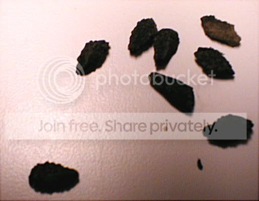 Seeds.jpg