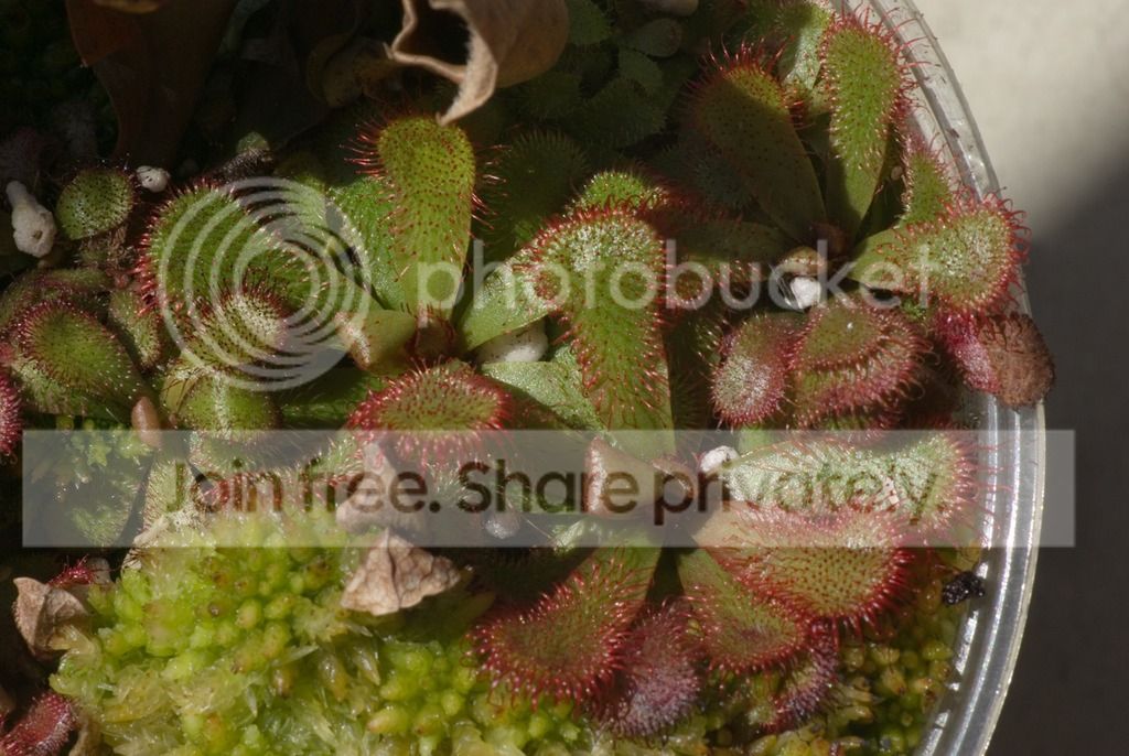 IMGP2182_zpskhnnbw37.jpg