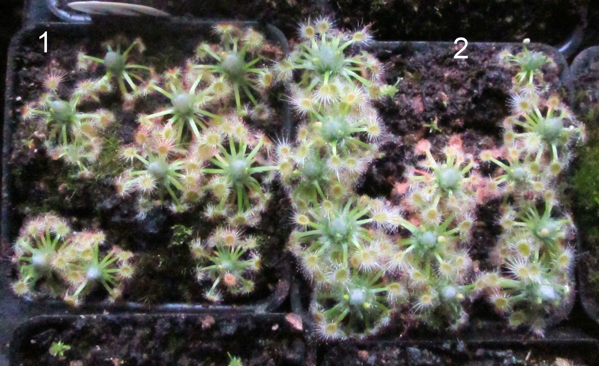 pygmymess12.jpg
