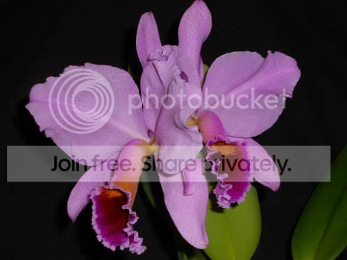 orchid02.jpg