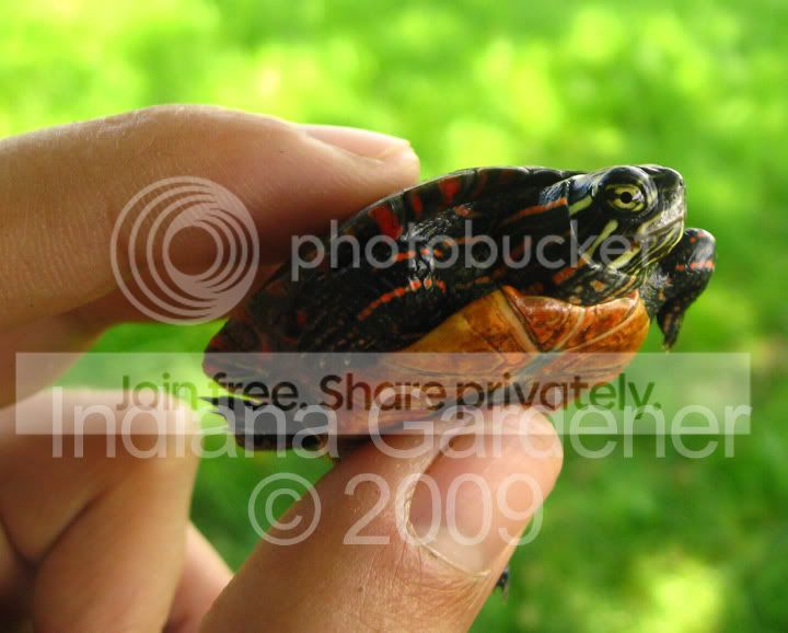painted-turtle.jpg