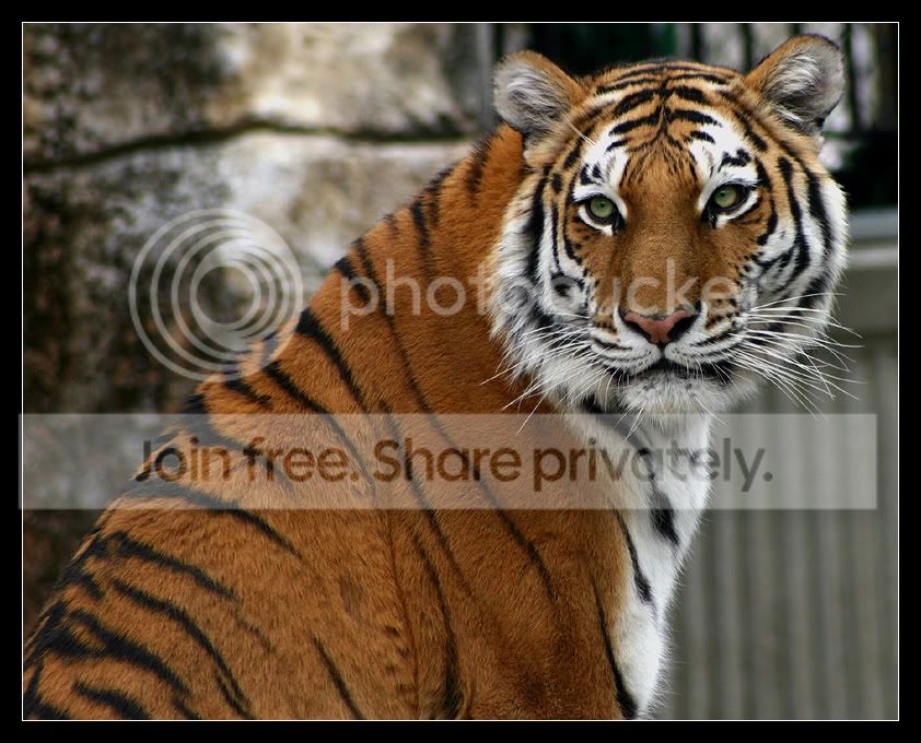 TigerSitLook.jpg