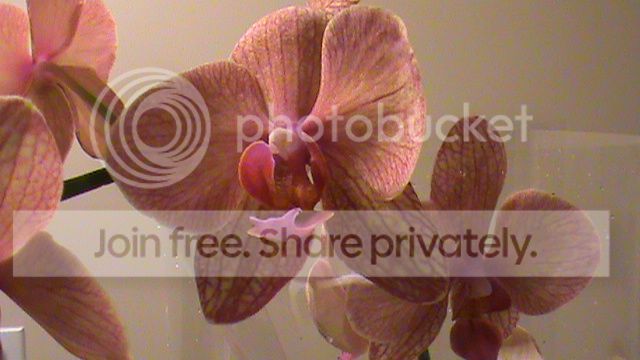 DSC00913_zps3e35b4fc.jpg