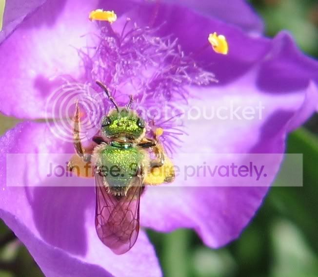 greenbeeback.jpg