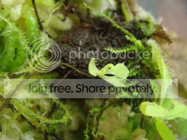 drosera_schizandra4.jpg