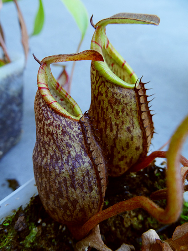 nepenthes-lavicola-tubby.jpg