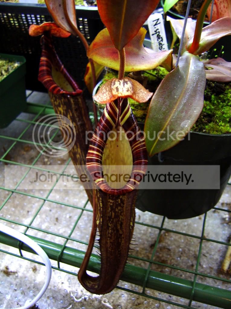 Spectabilis004.jpg