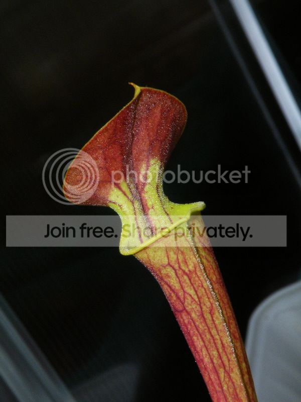 DSCF9446.jpg